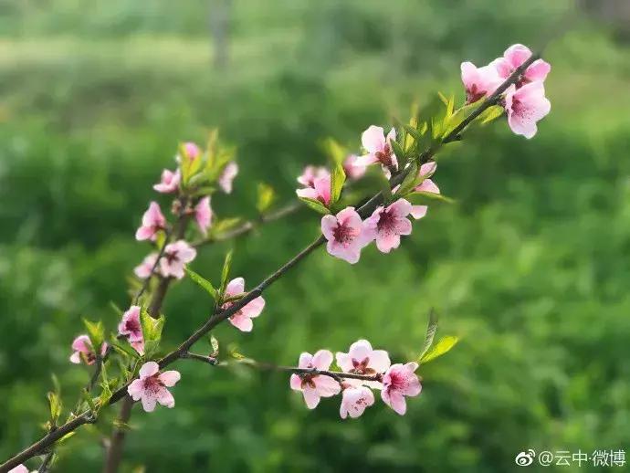 濡備綍鍖哄垎妯辫姳妗冭姳姊ㄨ姳鏉忚姳娴锋,妯辫姳妗冭姳鏉庤姳鏉忚姳濡備綍鍖哄垎