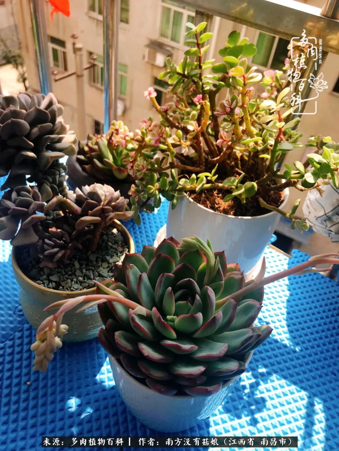 既见云胡不喜,既见君子云胡不喜毛笔楷书