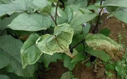 番茄青枯病萎蔫,青枯病和立枯病萎蔫的症状