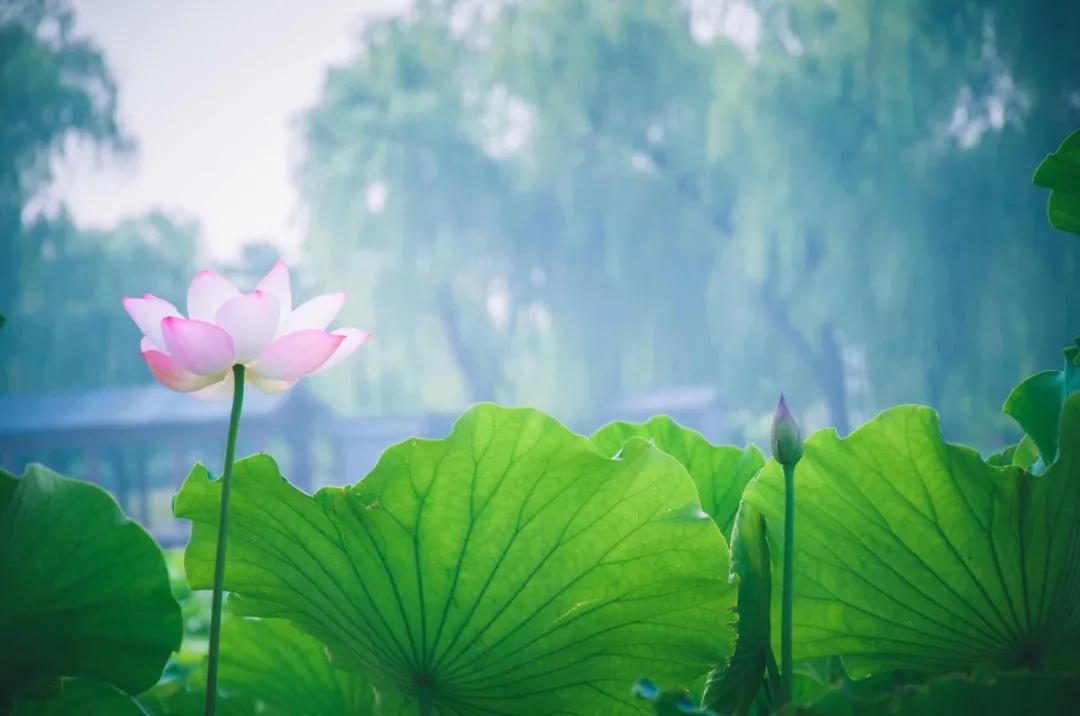 十首著名的荷花诗莲花别样红,最有韵味的荷花十首诗词