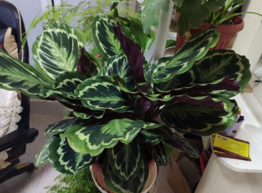 盆栽土太硬挖不动怎么办,盆栽花土板结怎么处理