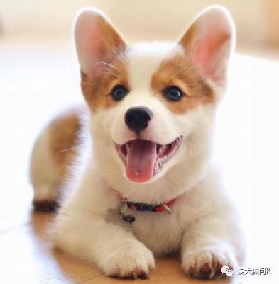 狗狗太胆小甚至怕主人,打了狗狗一次狗狗怕主人怎么办