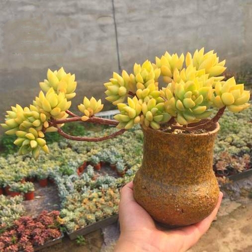 100种室内盆栽花,花卉大全500种盆栽名称