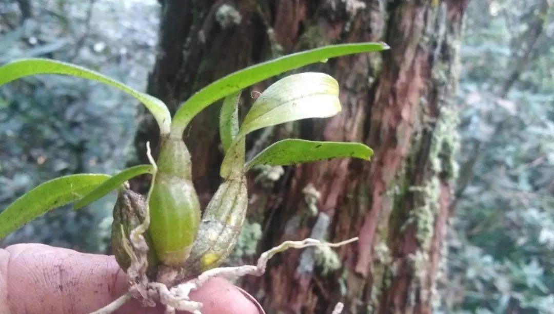 学习讲透中药,学透中医