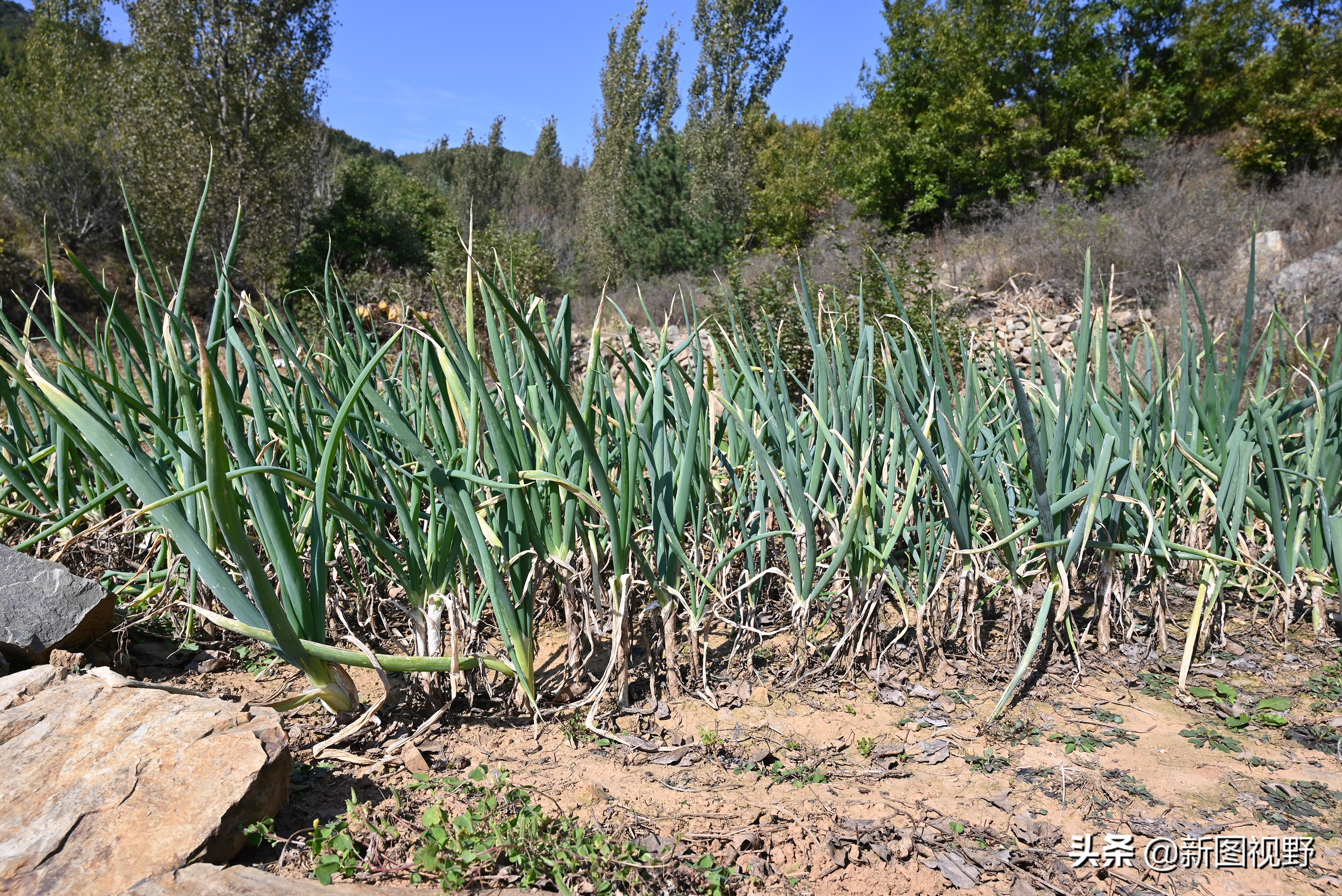 70岁老人养100条流浪狗,80岁老人独居深山养了两只鸟作伴
