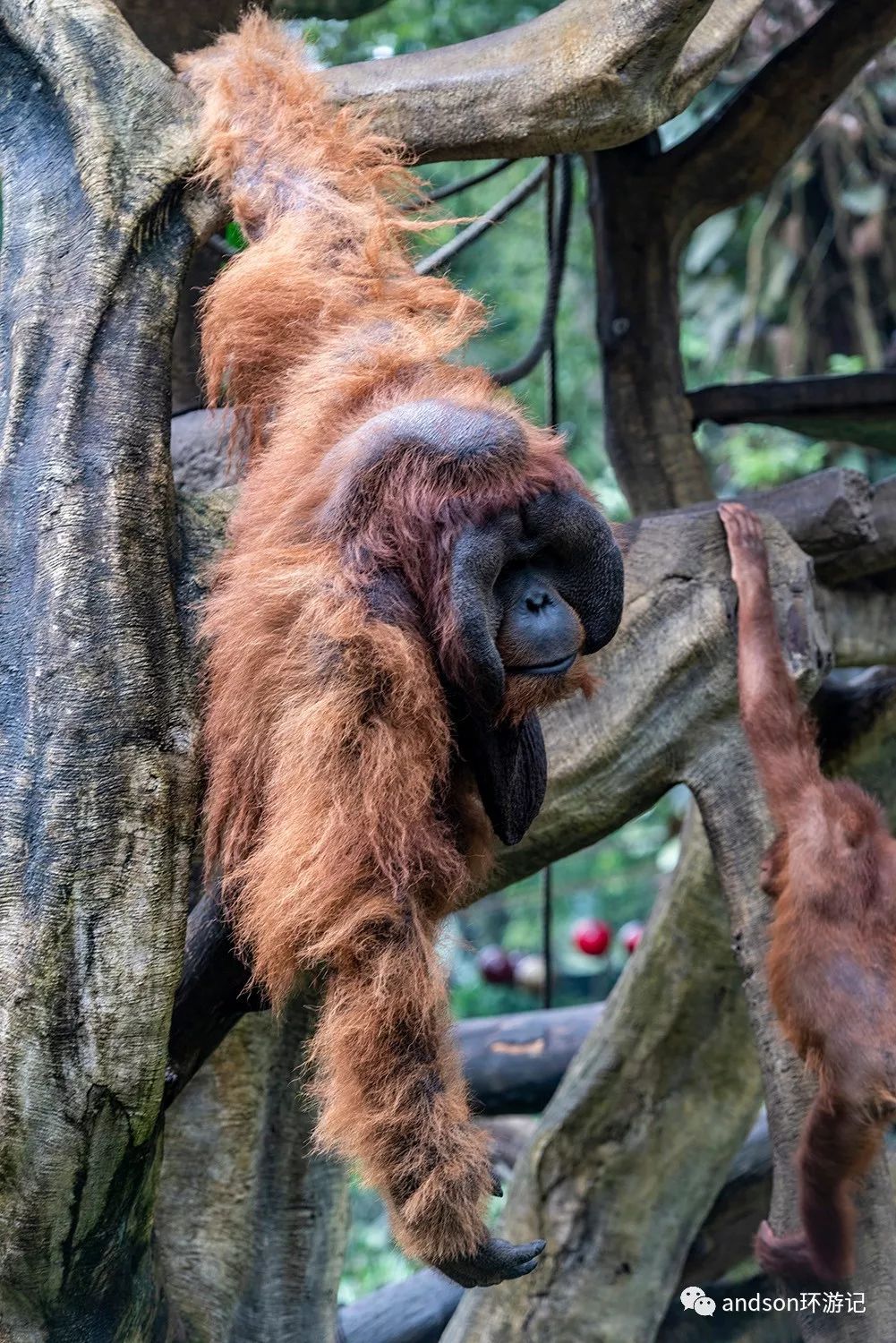 印尼你好怎么发音,印尼歌曲你好傻