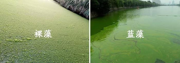 裸藻和裸甲藻是同一藻类吗,蓝藻与绿藻的相同点