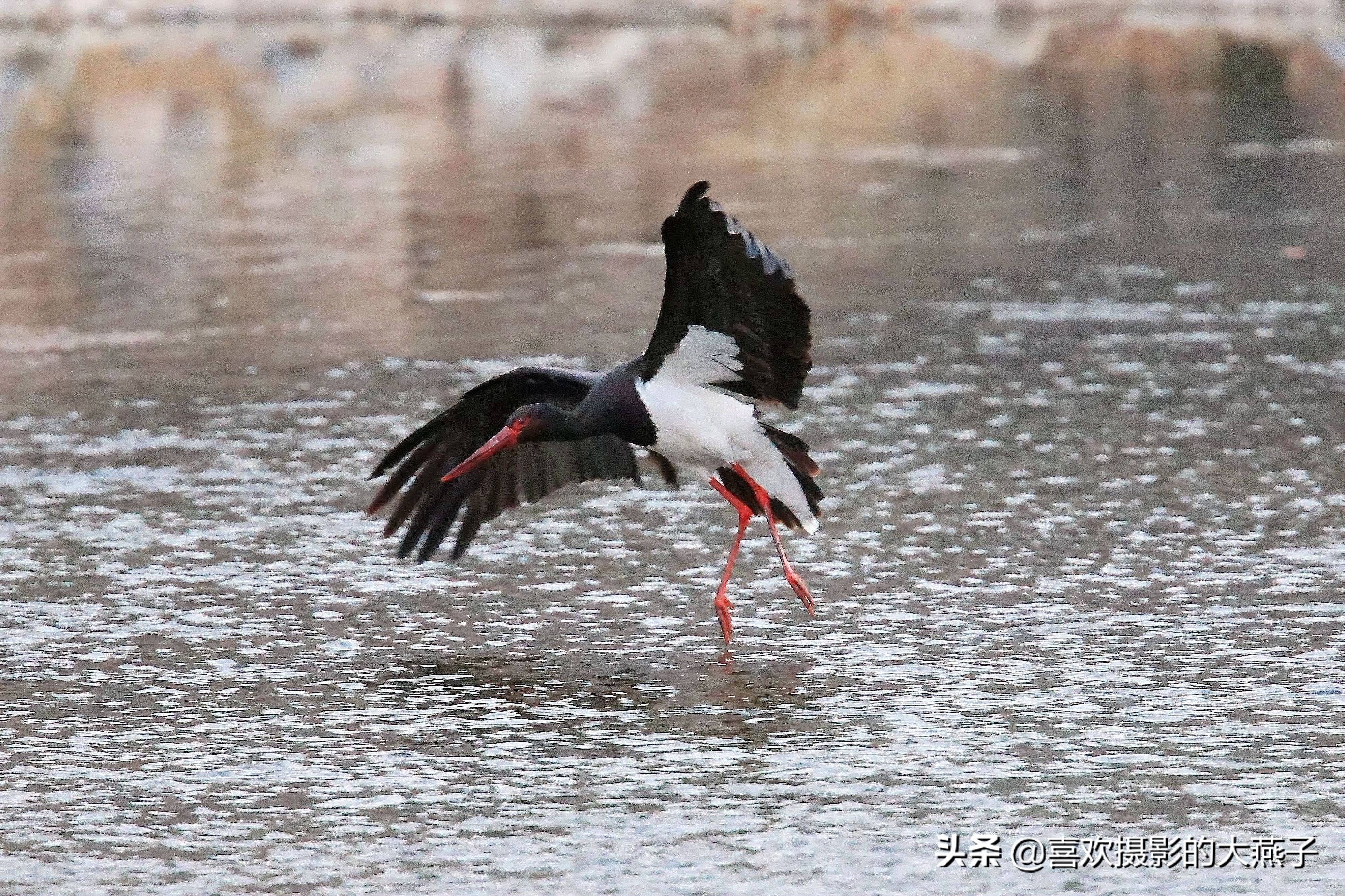 珍稀鸟类黑鹳来到河北井陉县越冬,房山十渡有什么野生动物
