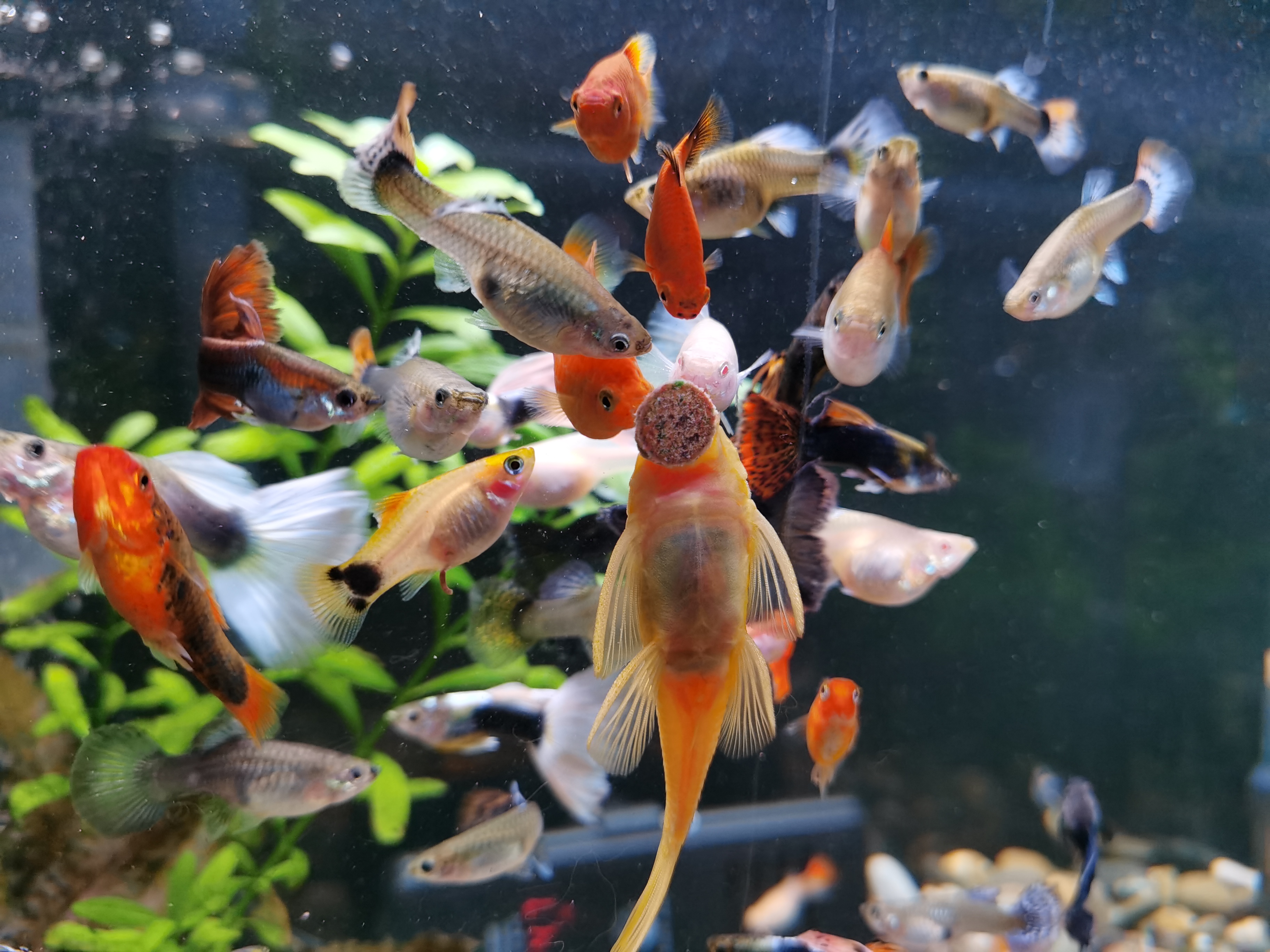 观赏鱼常见鱼病图片与防治,观赏鱼疾病分为哪几类怎么治疗