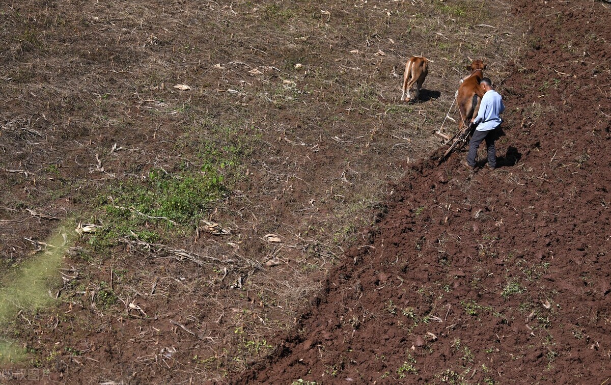 今年秋季庄稼雨水咋样,今年雨水多小麦播种还需要镇压吗