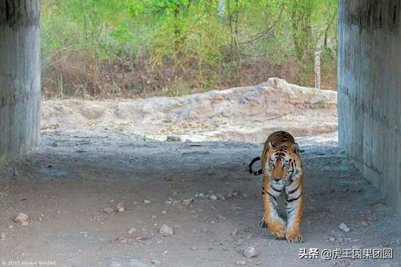 巴梅拉雄虎,传奇虎王战斗视频