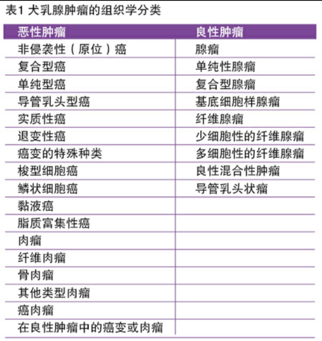 猫咪乳腺肿瘤和乳腺癌的区别,如何预防猫咪乳腺肿瘤