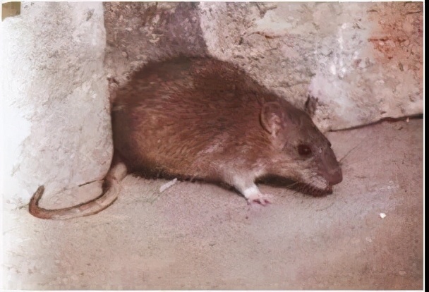 冬天的老鼠在屋里怎么办,小的老鼠进屋怎么办