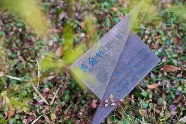 如果有来生，我要做宜兴竹海的一棵竹