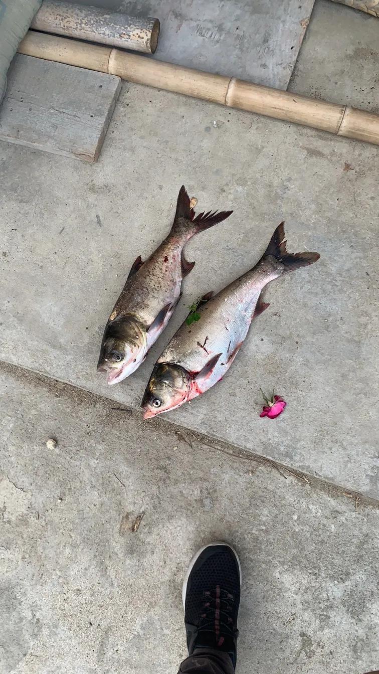 佳钓尼东来鱼竿,佳钓尼鱼竿配节