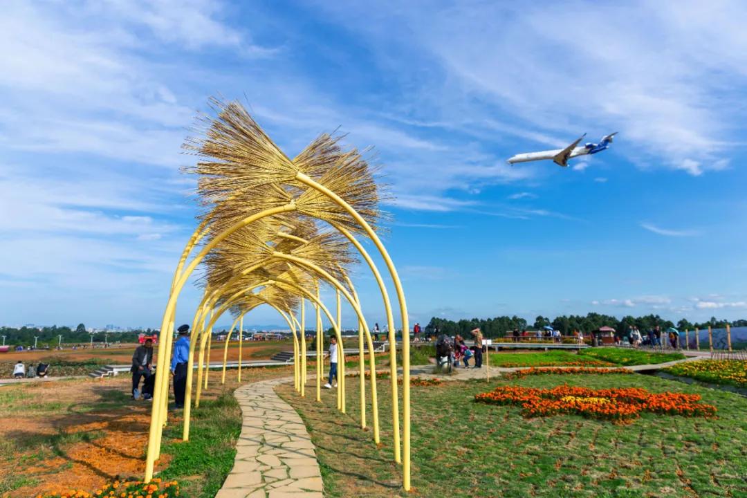 在空港花田里怎么拍照好看,每张都是屏保