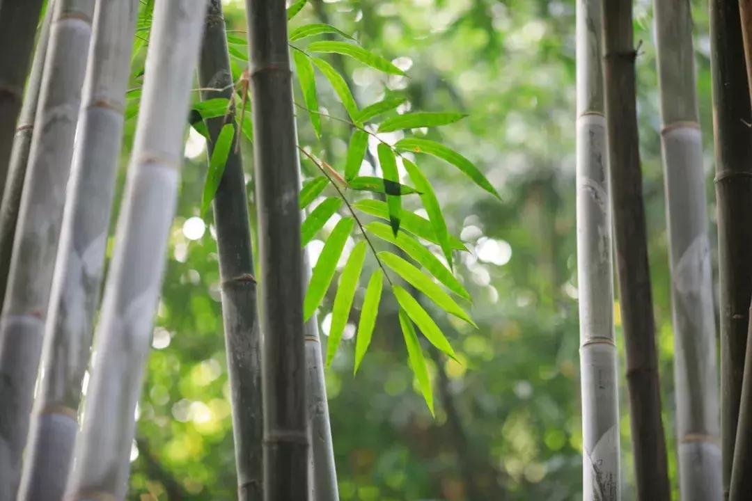 夏日清凉唯美诗词,100句美到窒息的夏日诗句