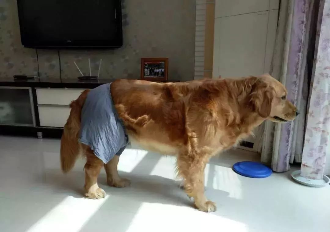 狗狗也会来姨妈嘛,狗狗来月经怎么办