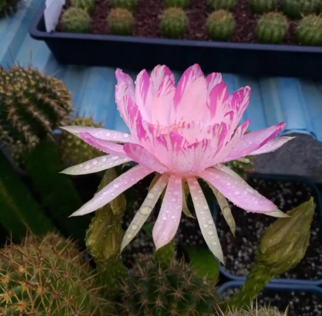 100种仙人球开花图鉴，平时丑丑的它们，开起花来，惊艳