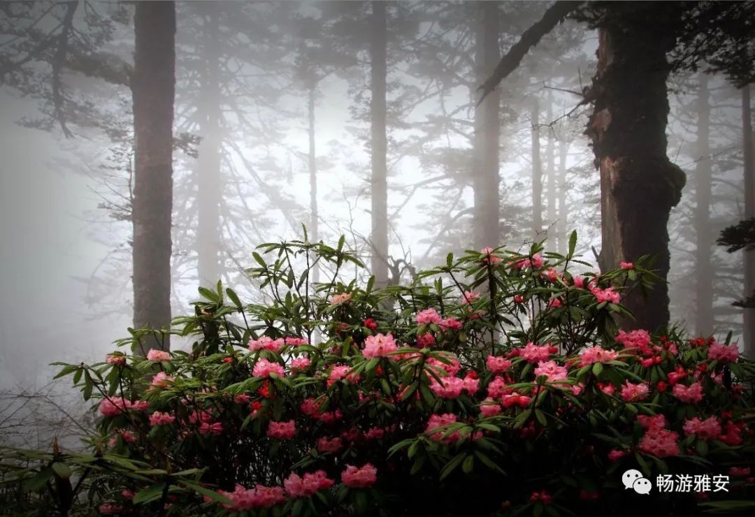 雅安4天旅游攻略最新版,五一去雅安的攻略