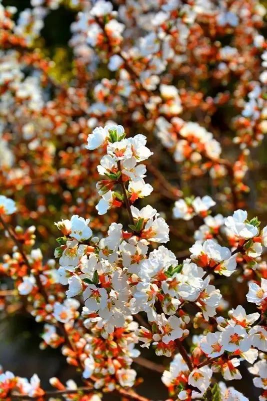 灞卞笀闄勪腑鍒嗘牎,鑿忔辰灞卞笀闄勪腑