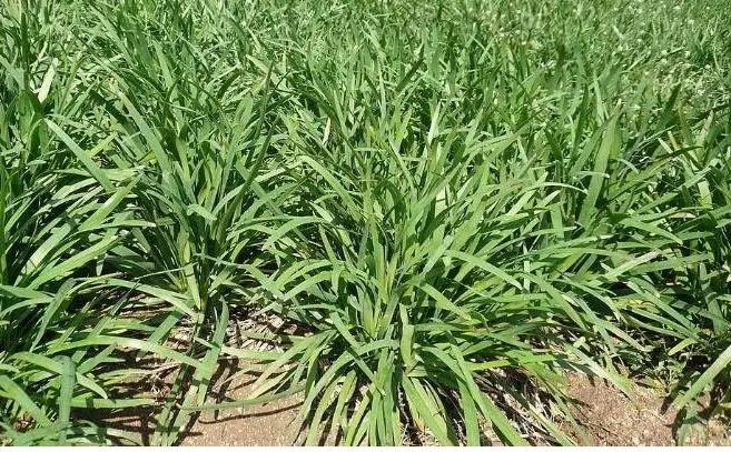 爱心助农米面粮油推销宣传,爱心助农蔬菜批发