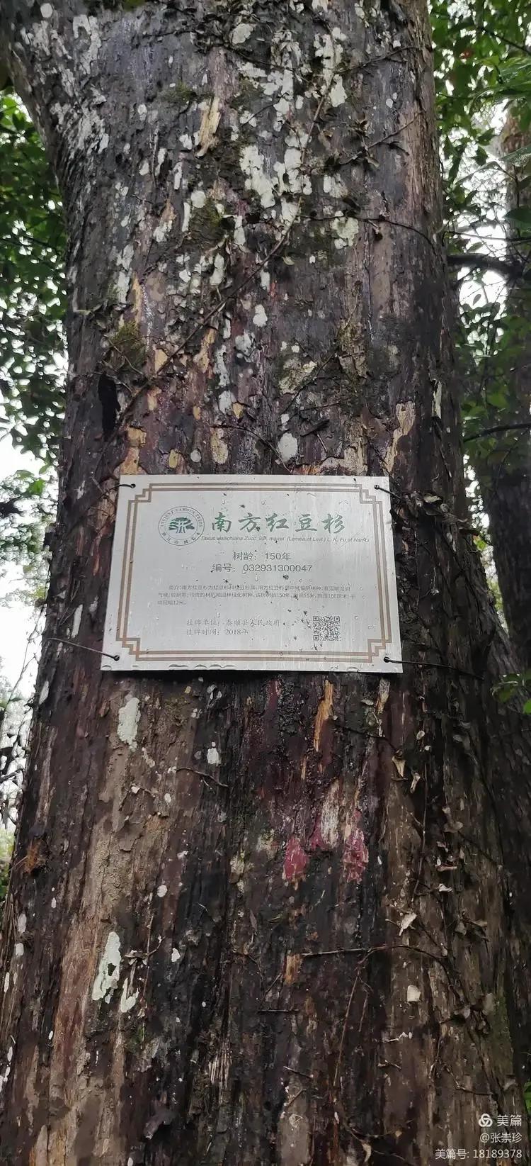 泰顺葛洋陶氏三兄弟修建的三条古道，等你来打卡～