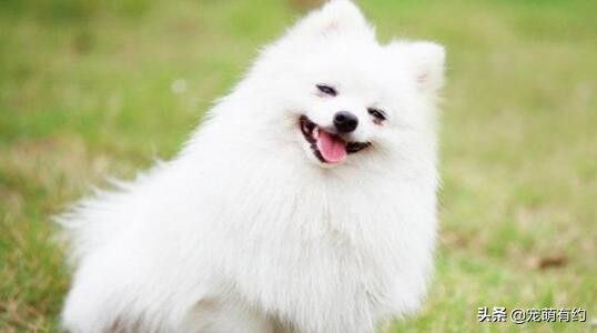 为什么我家博美越来越像狐狸,博美跟狐狸似的