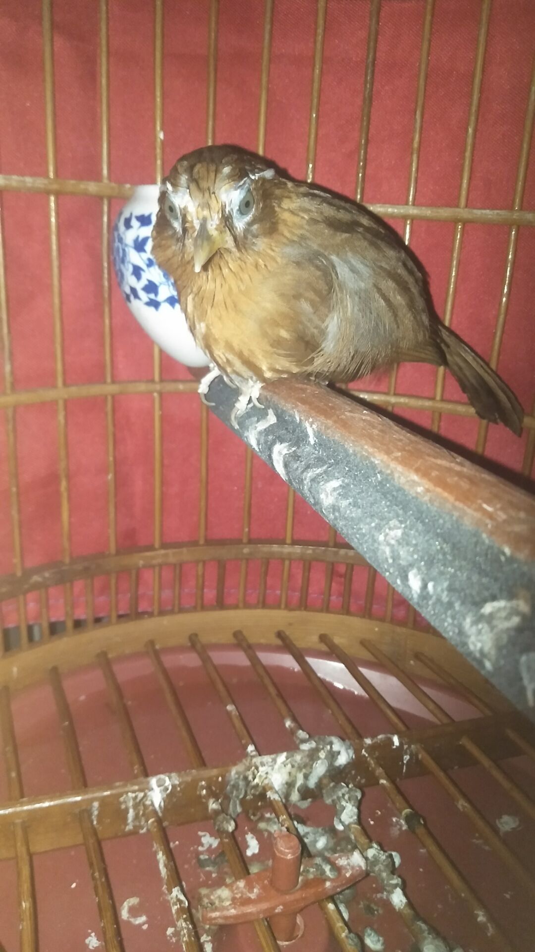 画眉鸟怎么养得最好,养画眉鸟技巧视频教程