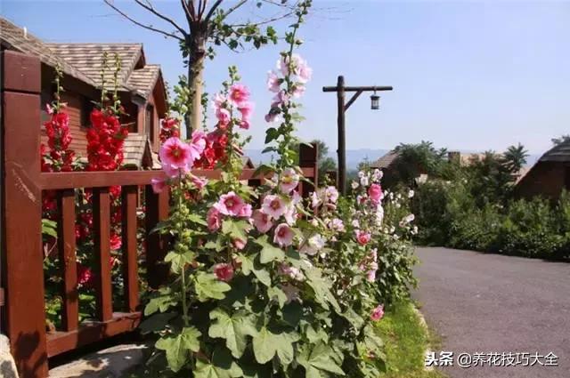 常见小区绿化100种植物图片,常见的水生植物有哪些种