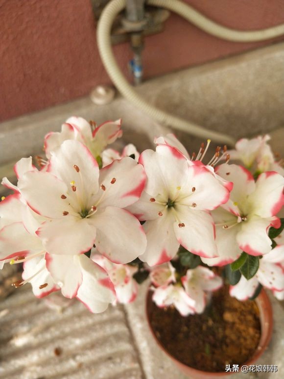 杜鹃花病虫危害大解决措施,杜鹃花有红蜘蛛病虫害图片