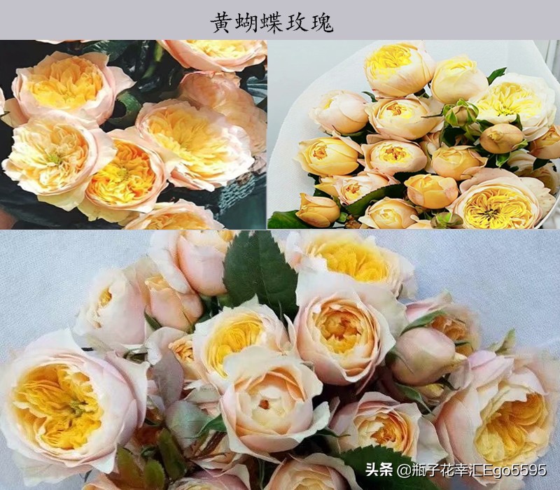 黄玫瑰粉玫瑰的浪漫花语,粉色玫瑰花和粉色郁金香的花语