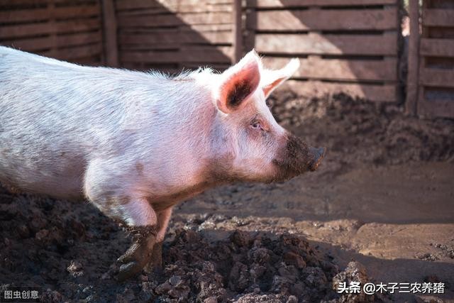 猪常见的寄生虫的预防性驱虫方法,猪如何防寄生虫