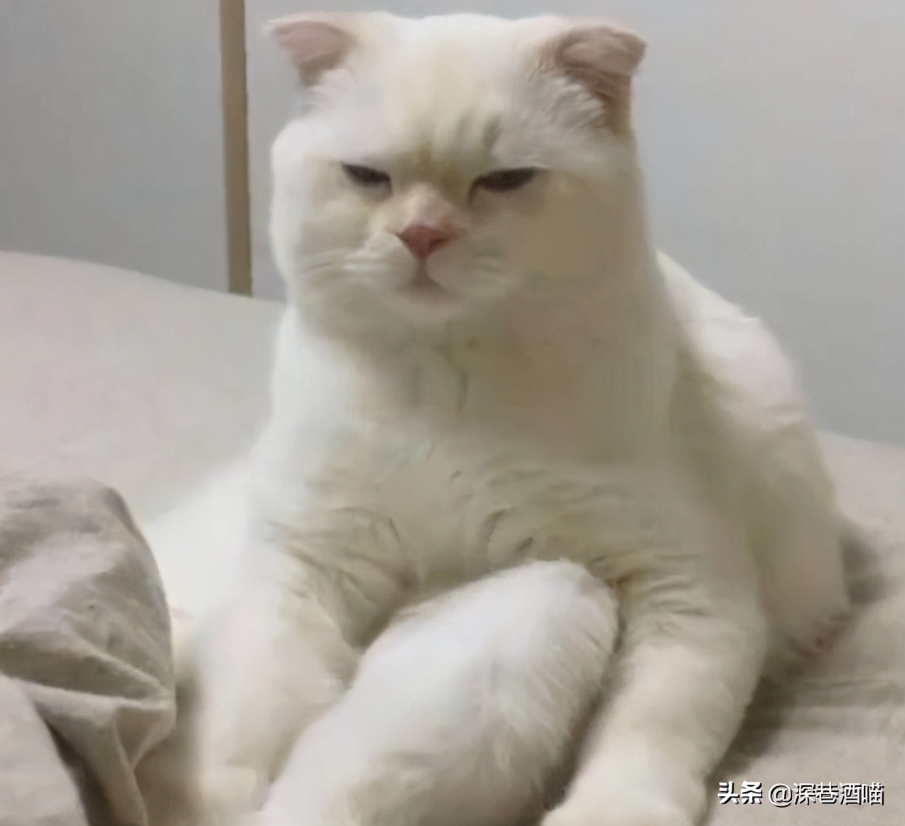 新手养猫要注意什么,新手养猫的注意事项