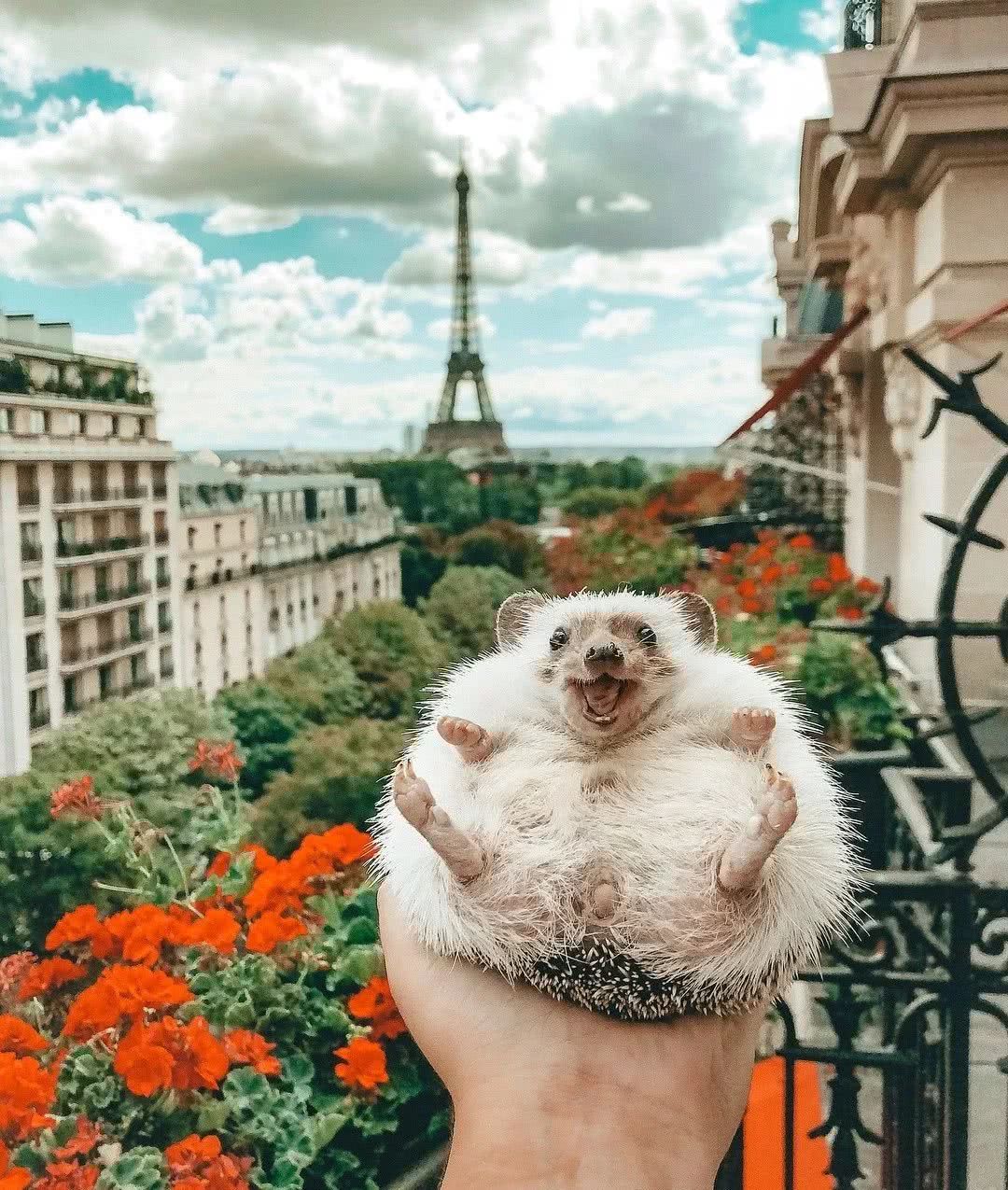 网红小刺猬——过成了你最想要的样子。