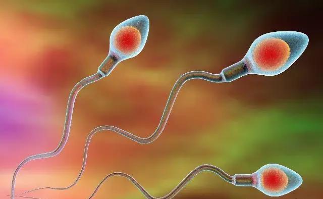 “精子”进入女人体内没受精，去哪儿了？或许看完就明白了