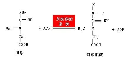 肌酸的作用与功效健身增肌,肌酸怎么使用才能增肌