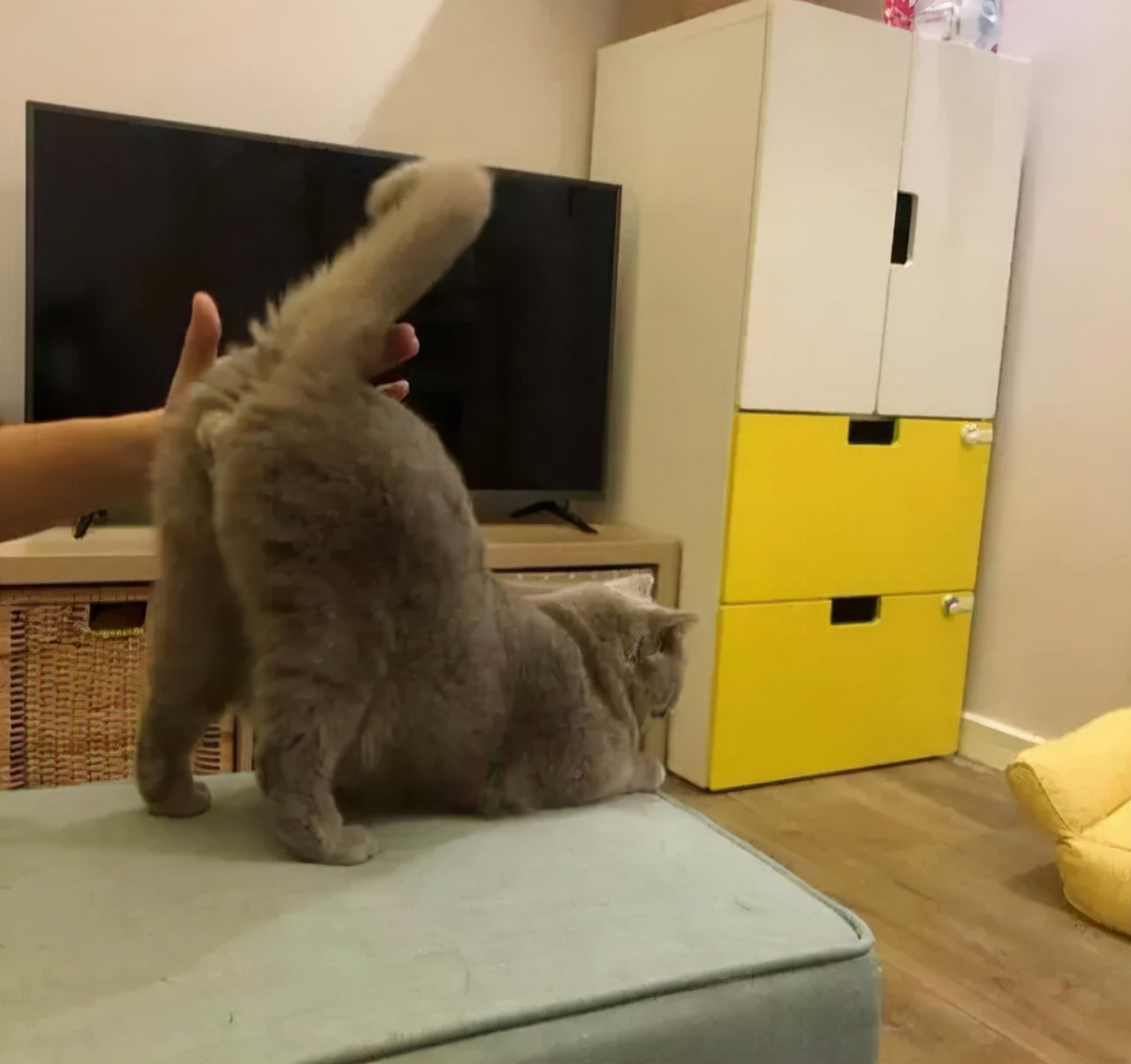 用棉签能让母猫停止发情？快别傻了……