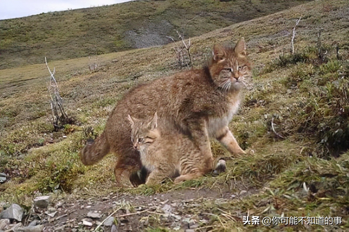 十大禁养名猫排行,10大禁养猫