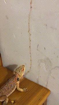 真心话大冒险输了剧情,真心话大冒险认真就输了