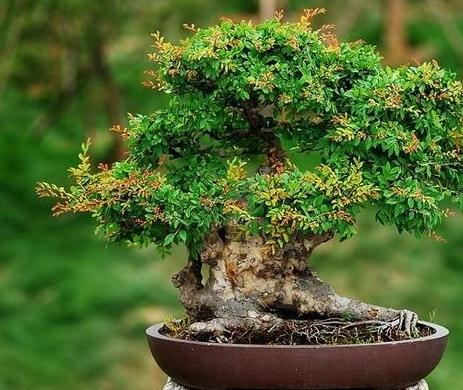 小叶榔榆盆景叶子黄了怎么办,榔榆盆景树桩光掉叶子怎么回事