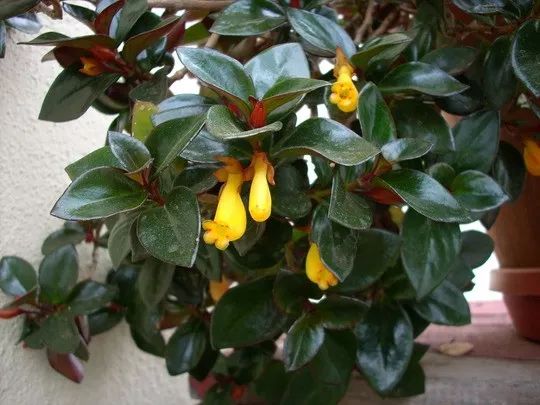 金鱼吊兰开出来的花图片,开花像金鱼一样的吊兰