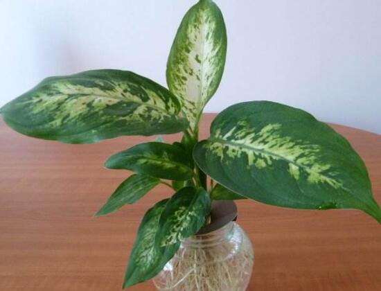 紫背万年青有没有药用价值,紫背万年青有毒吗