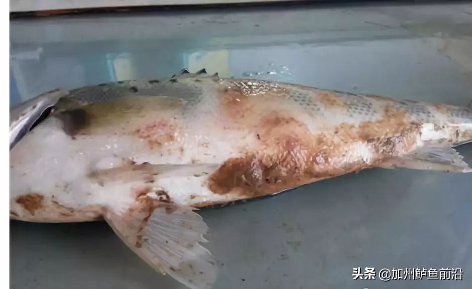 水霉病最快的彻底解决方案,水霉病的最佳防治方法