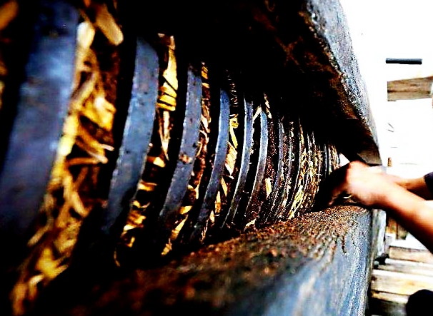 山茶籽农家自榨山茶油,山茶麸文化传承