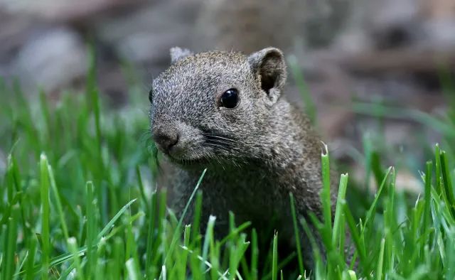 佳能rf100-500mm镜头拍鸟,佳能长焦相机100倍