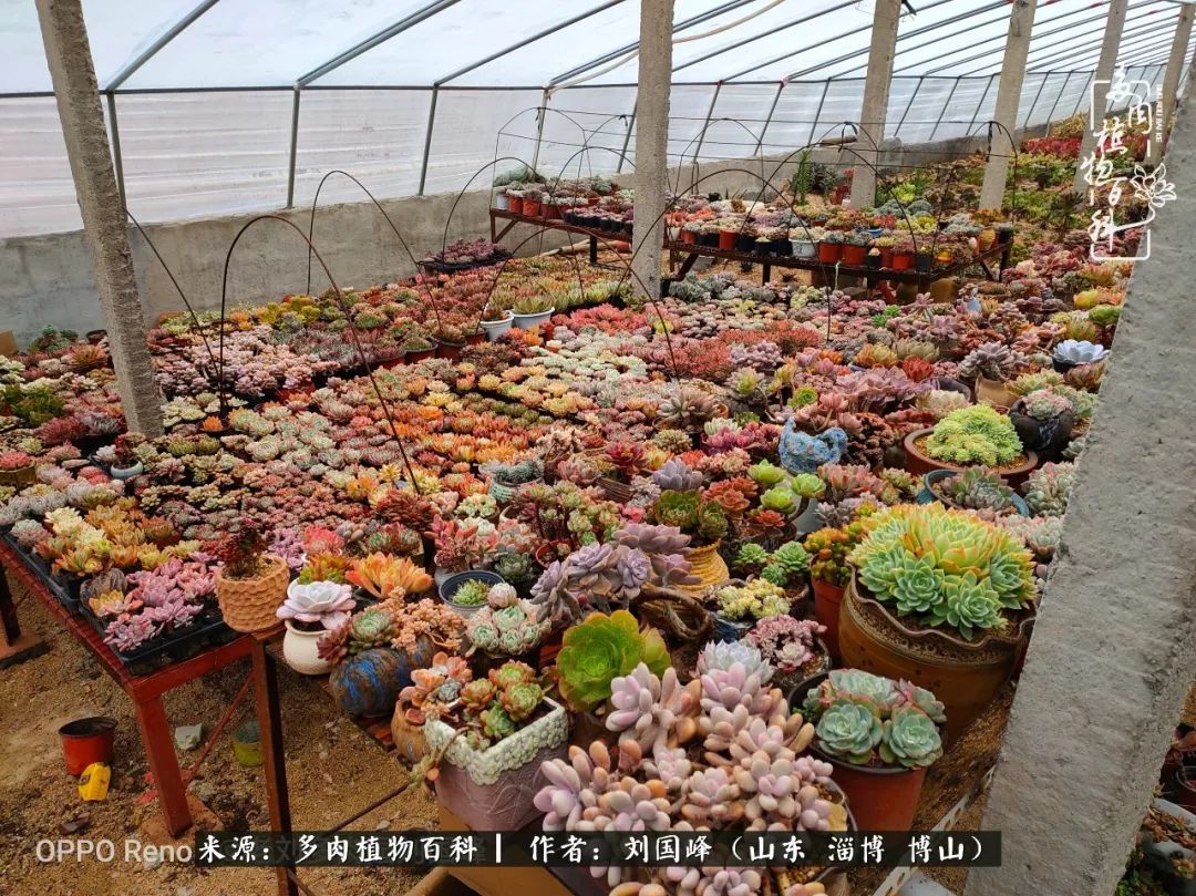 冬季室温20度以上多肉怎么养,贵的不一定就是好的便宜的