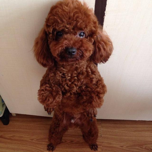 训练泰迪小技巧有哪些呢,训练泰迪并不难做好这7点很关键