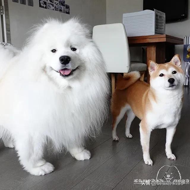 萨摩耶和柯基谁长得大,萨摩耶和柯基哪个长得大