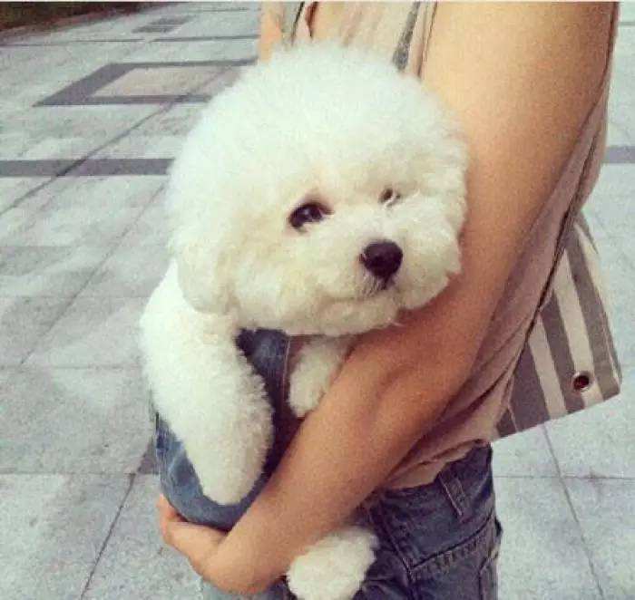 养了狗狗之后不喜欢交朋友,养了比熊不想养其他狗